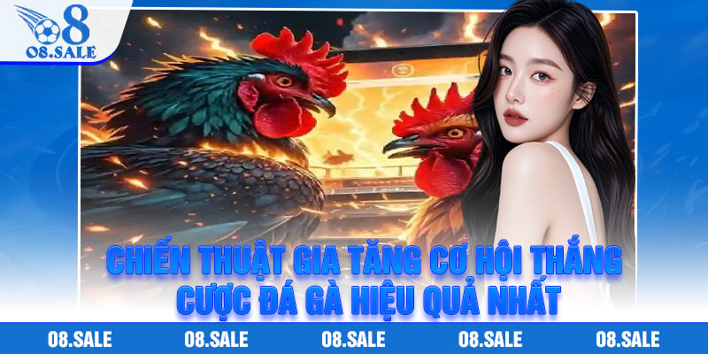Chiến thuật gia tăng cơ hội thắng cược đá gà hiệu quả nhất